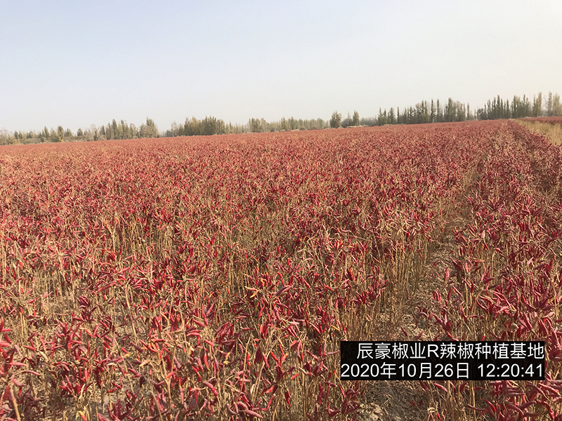 新疆辣椒种植基地收获中