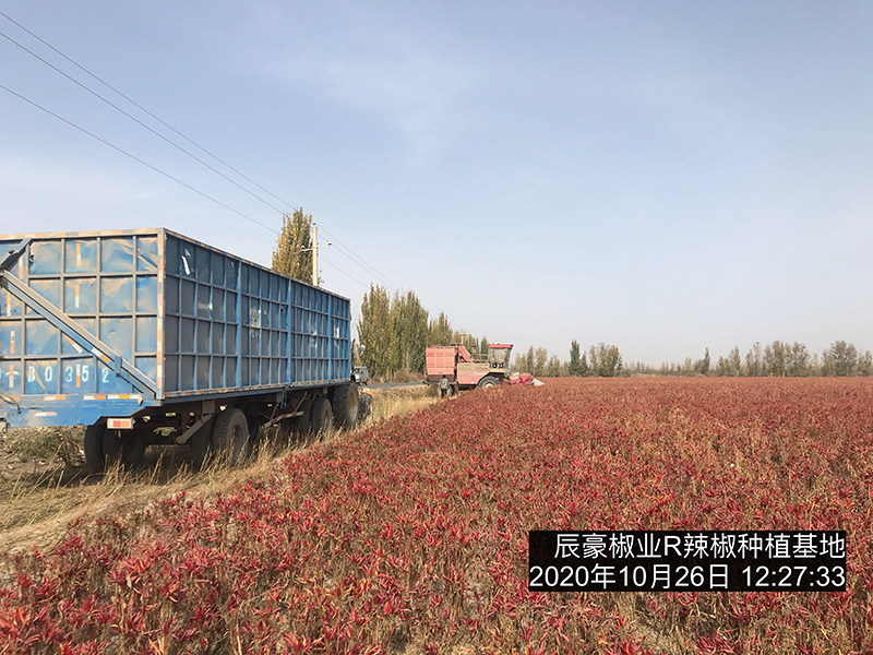 新疆辣椒种植基地收获中